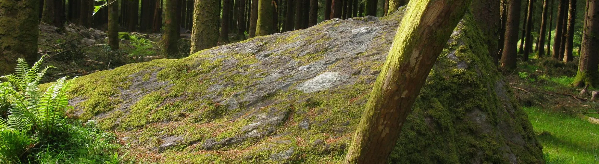 Parque Forestal Gougane Barra