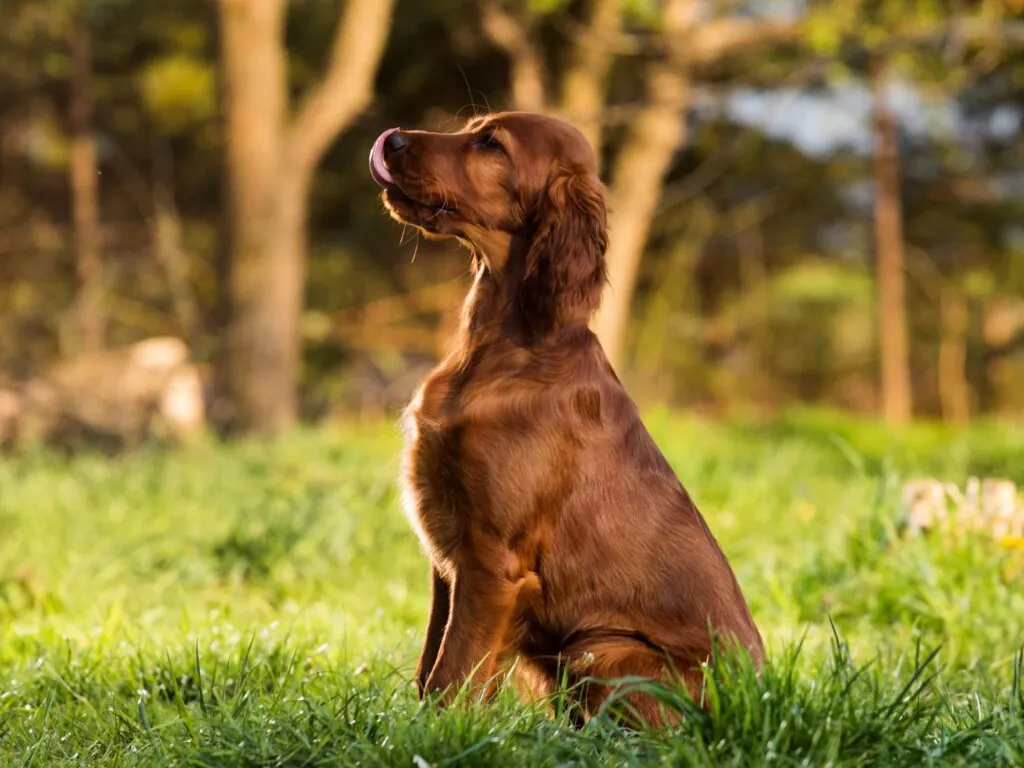 Un setter irlandais - © wip-studio