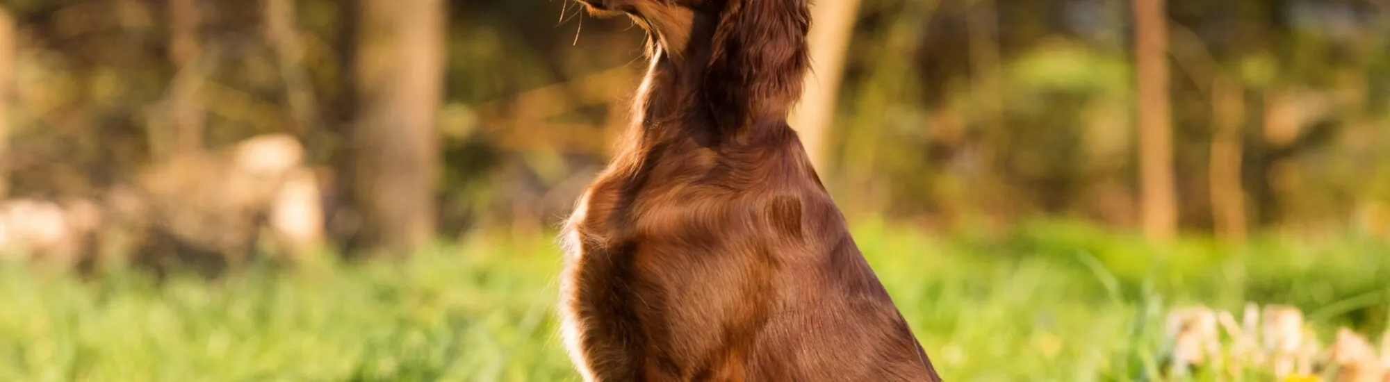 El setter irlandés