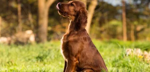 setter irlandais 1