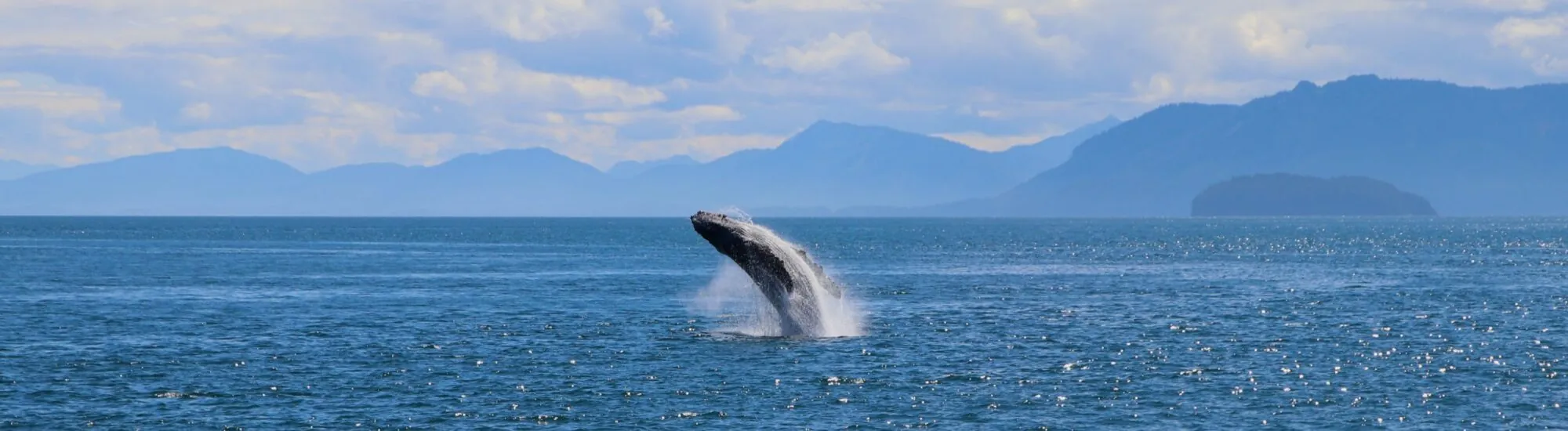 Avistamiento de Ballenas en Westcork