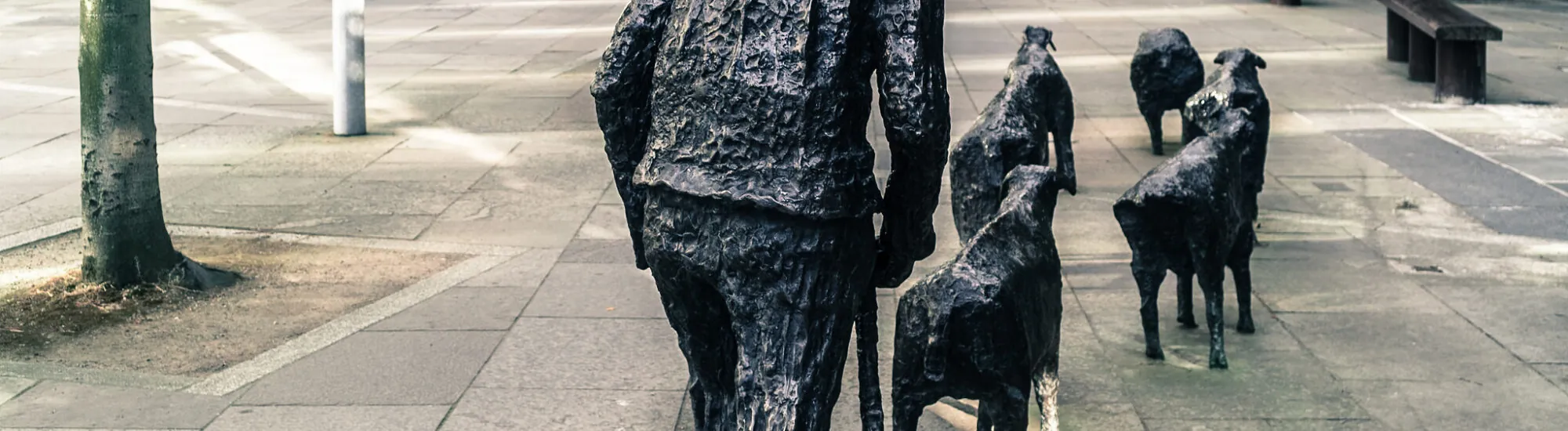 Las ovejas en el camino