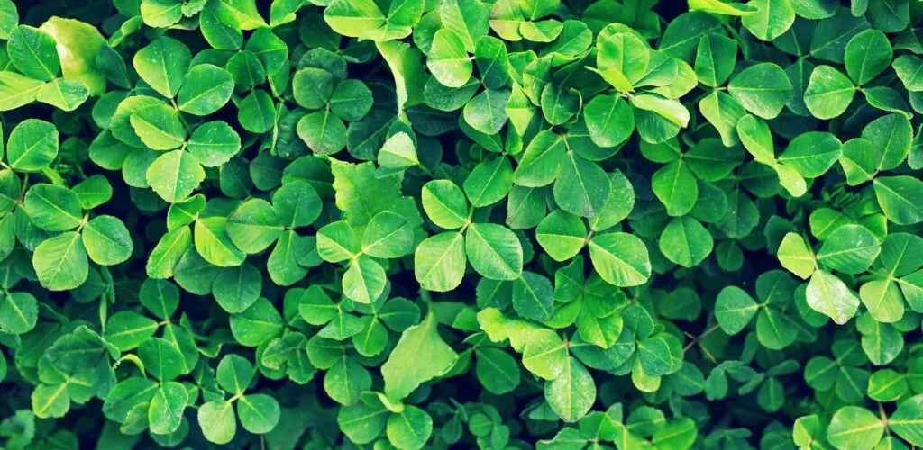 7 cosas que no sabes sobre el trébol irlandés