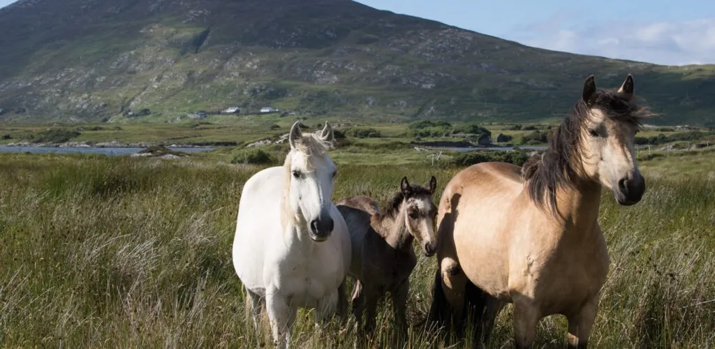 Condado de Kildare