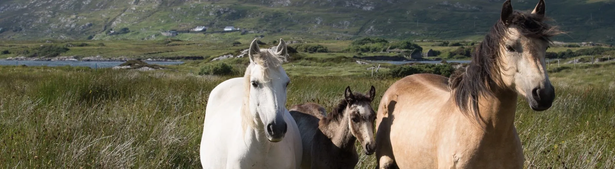 Des chevaux du Connemara - Tanya Hart - cc