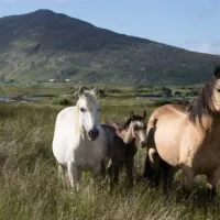 Condado de Kildare