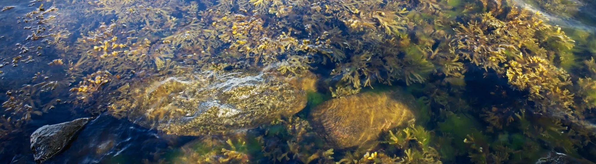 El Atlantic Irish Seaweed