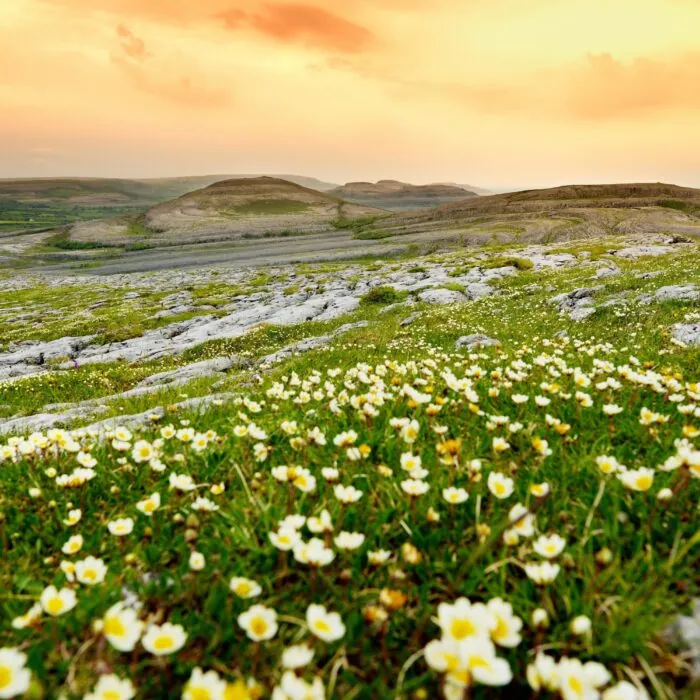 Vue sur le Burren irlandais et sa flore - © MNStudio