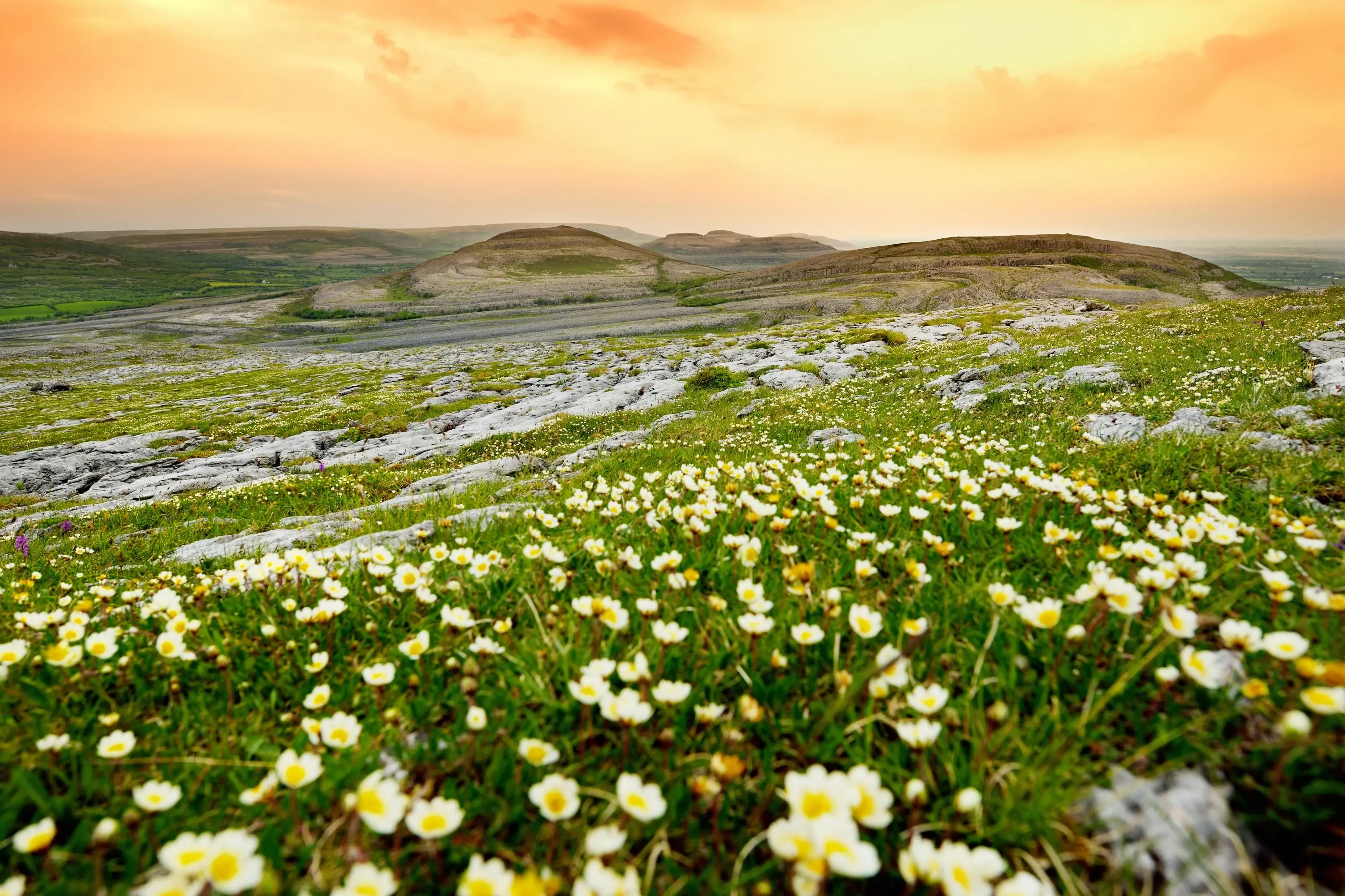 Burren in Bloom