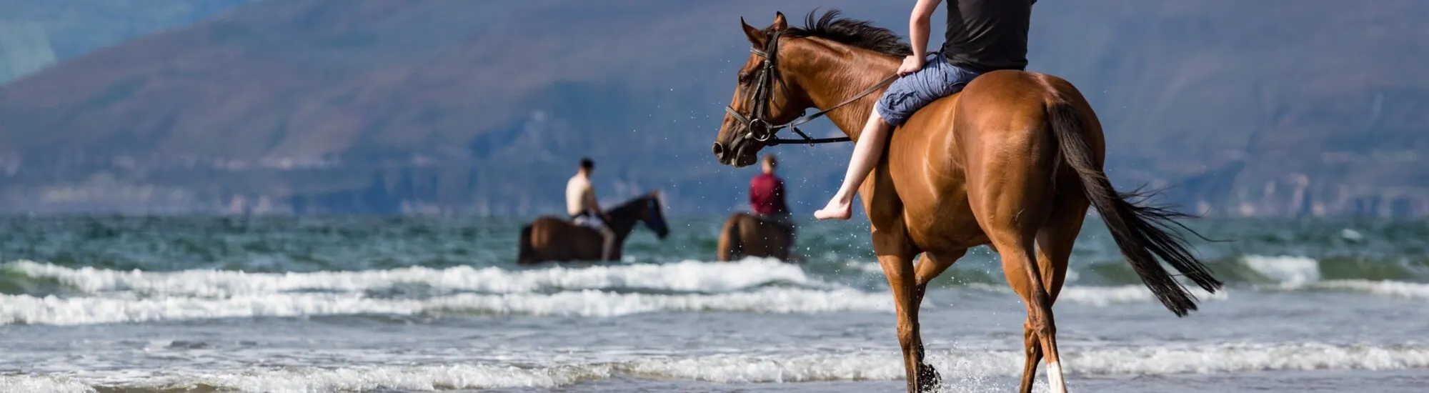Animales en Irlanda
