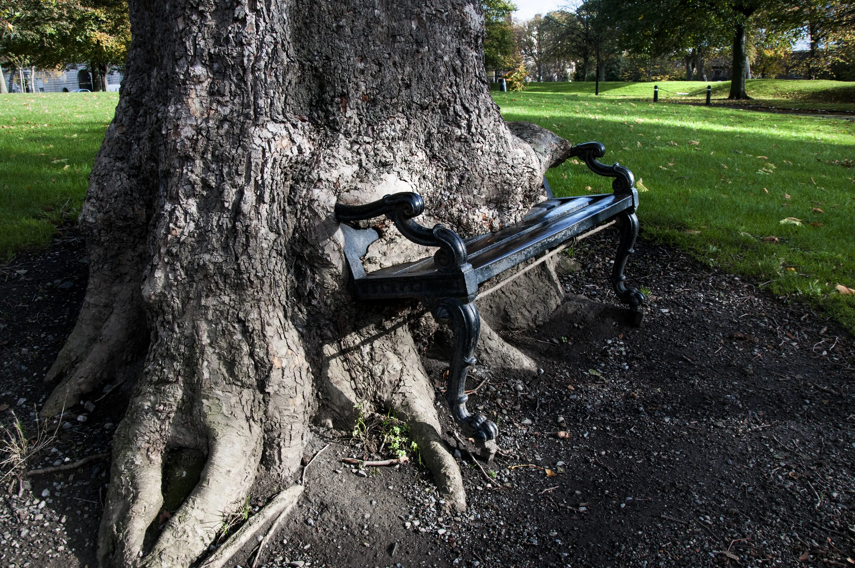 El árbol hambriento