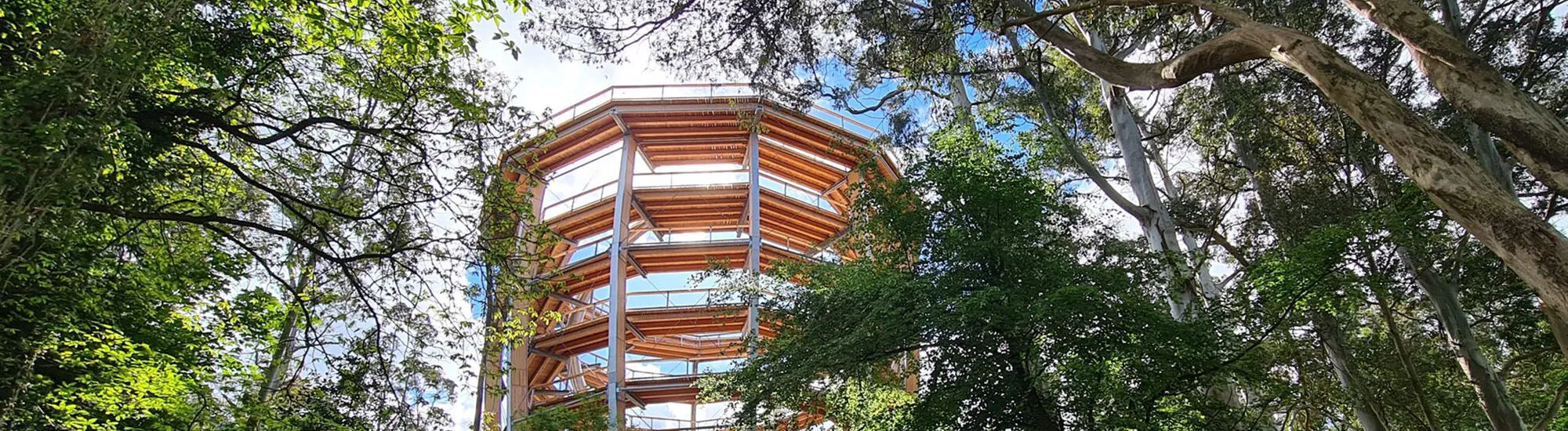 Más allá de los árboles Avondale