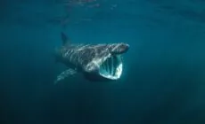 Tiburón peregrino - © prochym