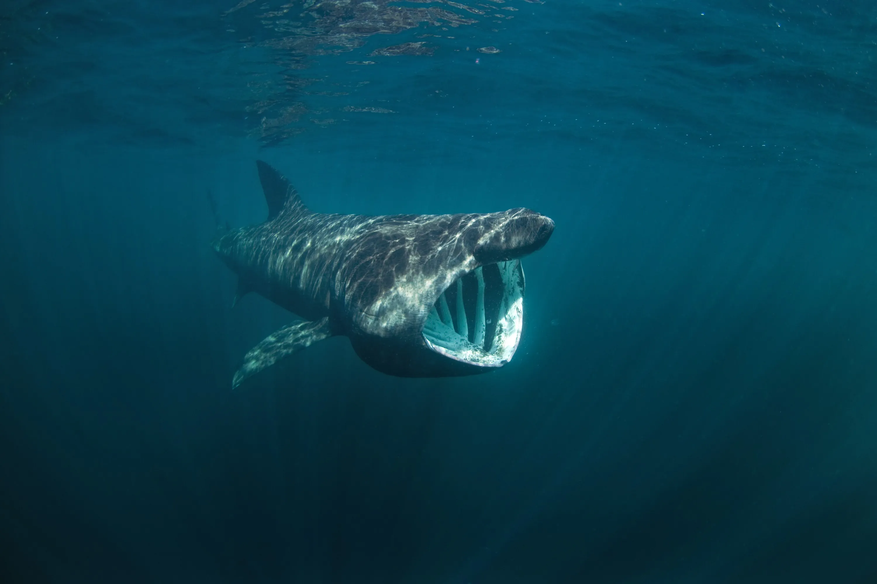 ¿Hay tiburones en Irlanda?
