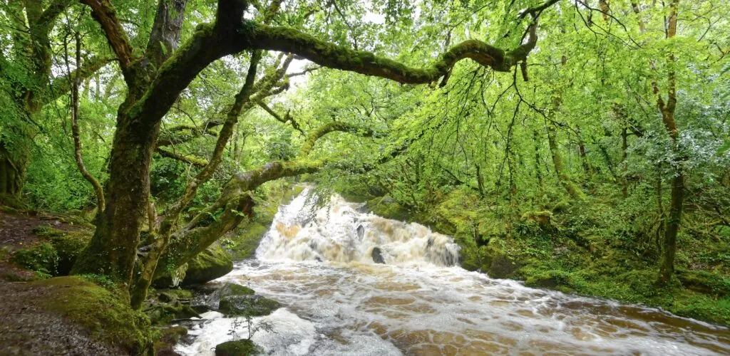 glengarriff woods nature reserve