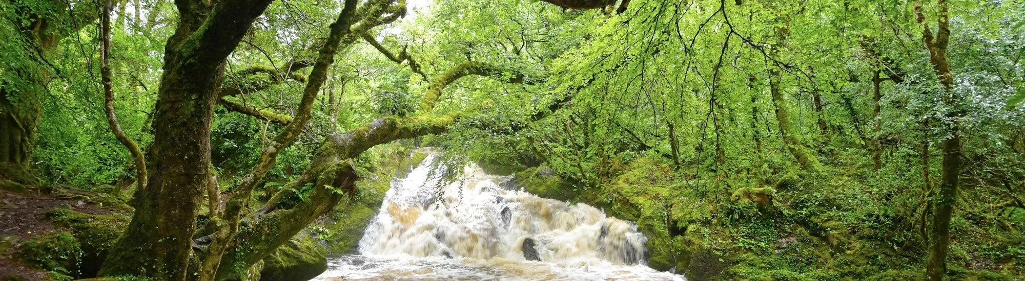 La Reserva Natural de los Bosques de Glengarriff
