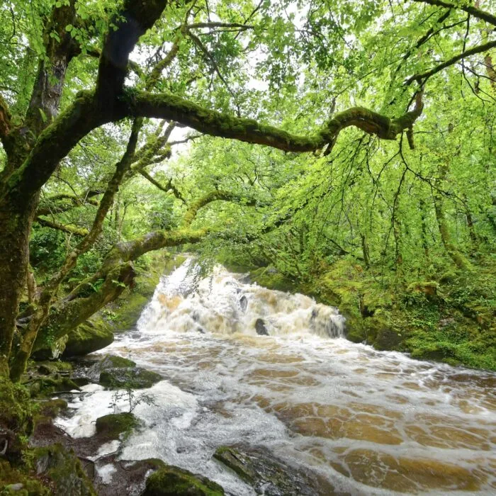 Glengarriff Woods Nature Reserve - © Uwalthie Pic Project