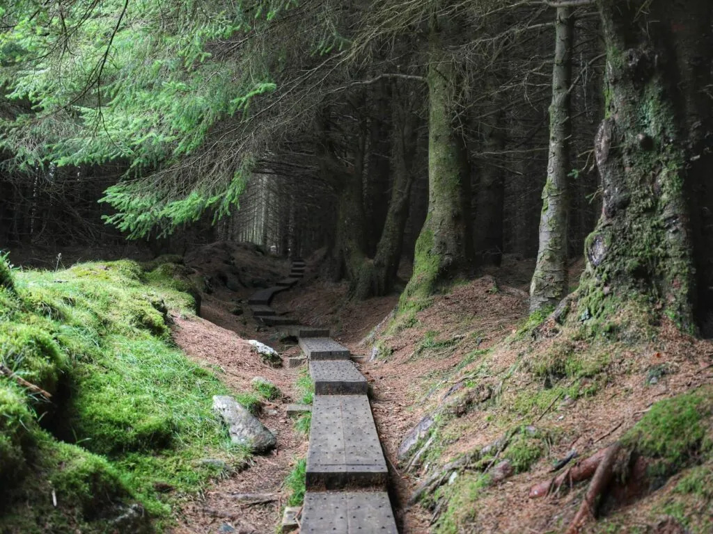 ballinastoe woods 1