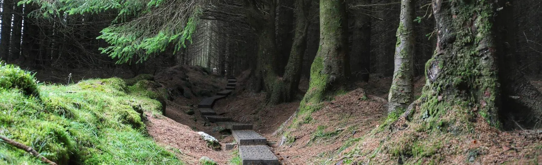 El bosque de Ballinastoe