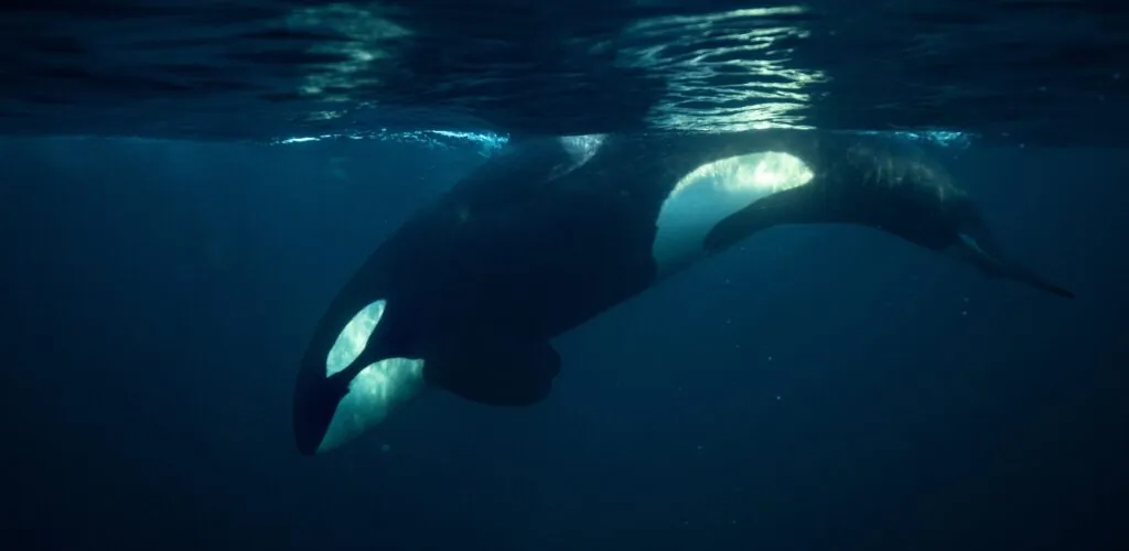 Dos orcas legendarias avistadas en la bahía de Donegal