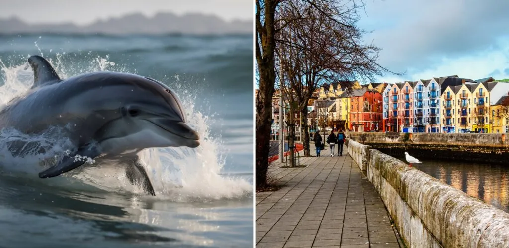 Delfines sorprendidos nadando en pleno Cork en el río Lee