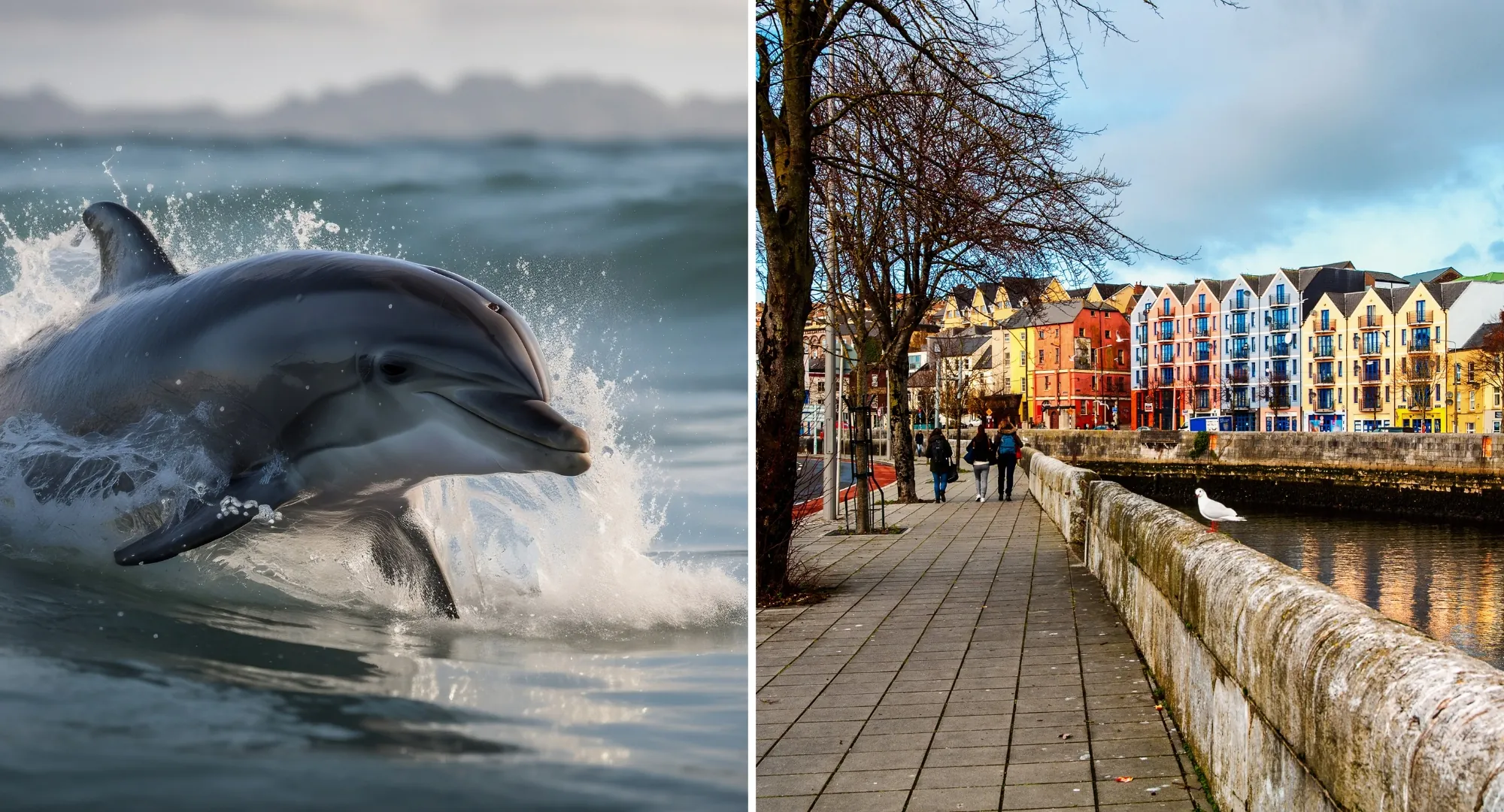 Des dauphins ont été aperçus nageant dans la rivière Lee à Cork