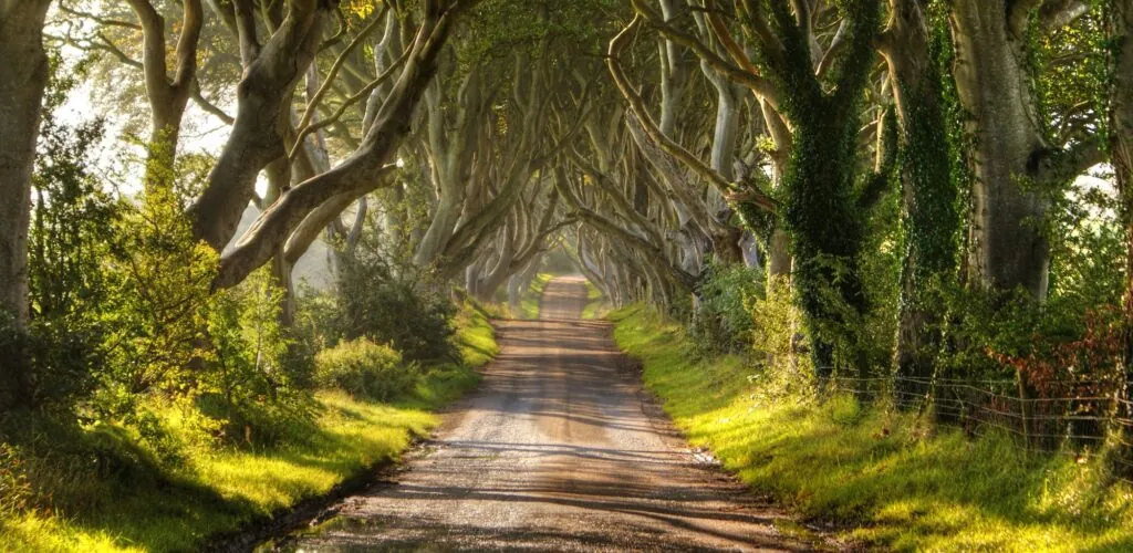 Dark Hedges: el camino de Juego de Tronos en peligro