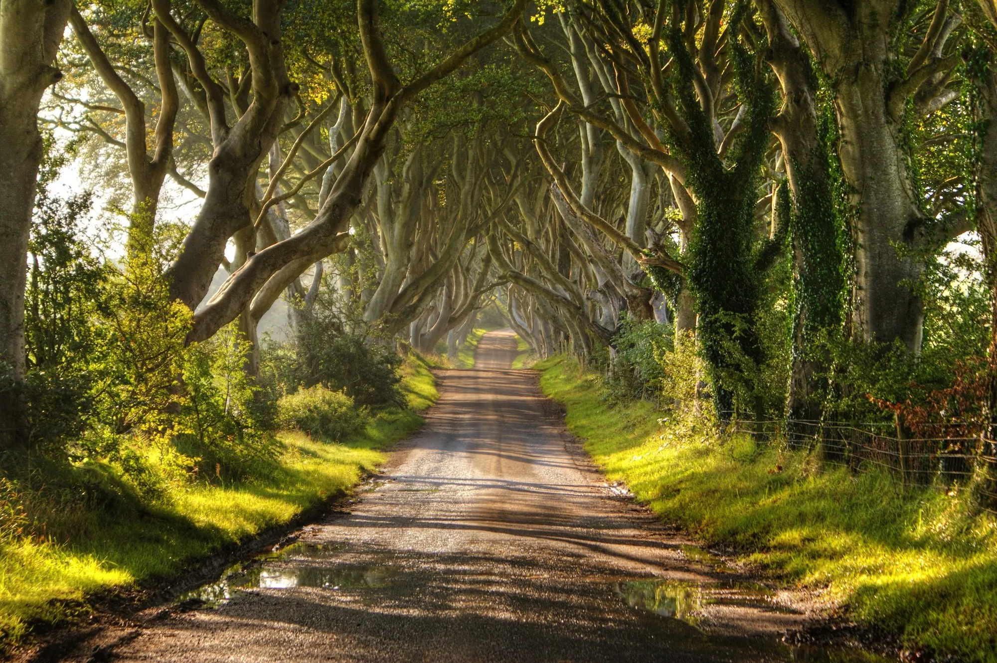 Dark Hedges en Irlande du Nord - © Christopher Tait