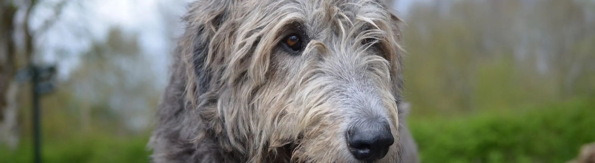 El Irish Wolfhound