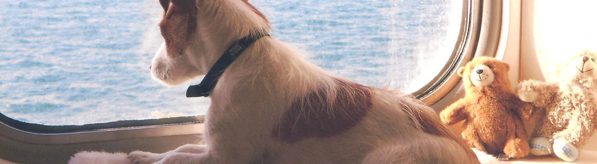 Ferry hacia Irlanda: ¡viaja con tus animales!