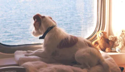 Ferry hacia Irlanda: ¡viaja con tus animales!