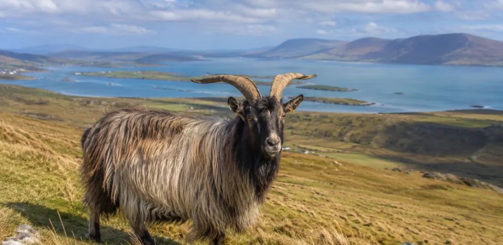 La antigua cabra irlandesa: la raza que Irlanda intenta salvar de la extinción