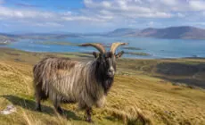 Une chèvre irlandaise - Go to Ireland.com