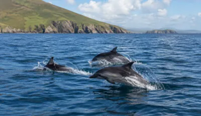 Des dauphins en Irlande - Go to Ireland.com