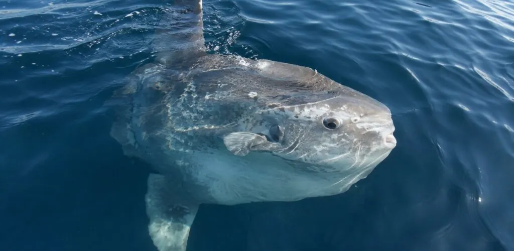 Un gigante de los océanos avistado frente a Achill Island