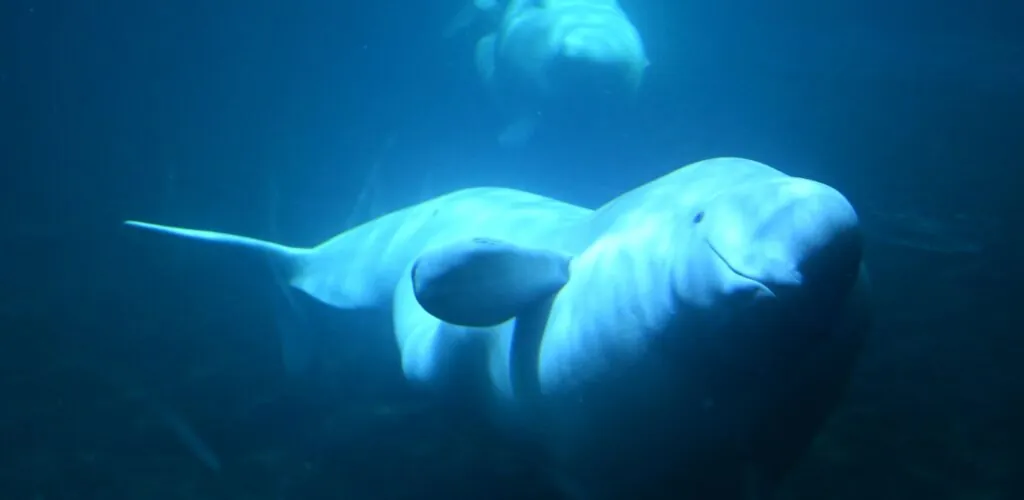 Irlanda – Un beluga grabado en Donegal: una excepcional aparición ártica